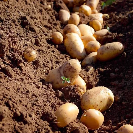 Affittacamere Segulja 4*