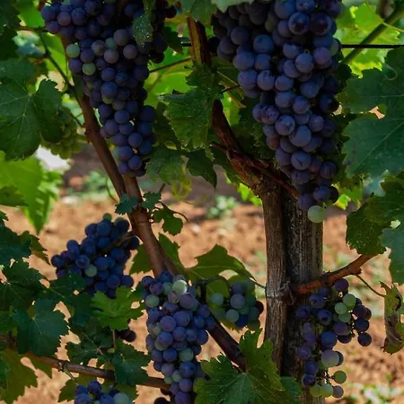 Segulja Affittacamere Malinska