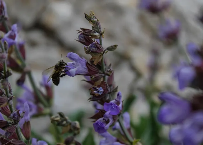 Pensjonat Segulja 4*