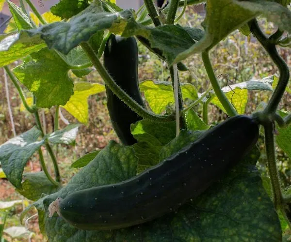 Pensjonat Segulja 4*