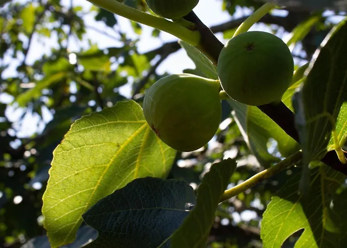 Pensjonat Segulja Malinska