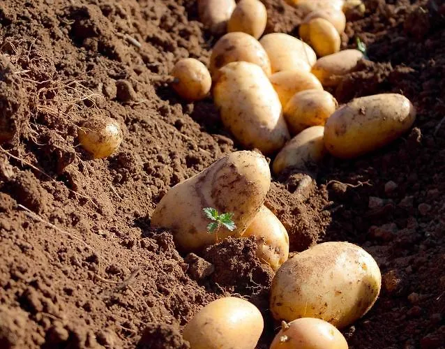 Pensjonat Segulja 4*