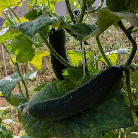 招待所 Segulja 4*