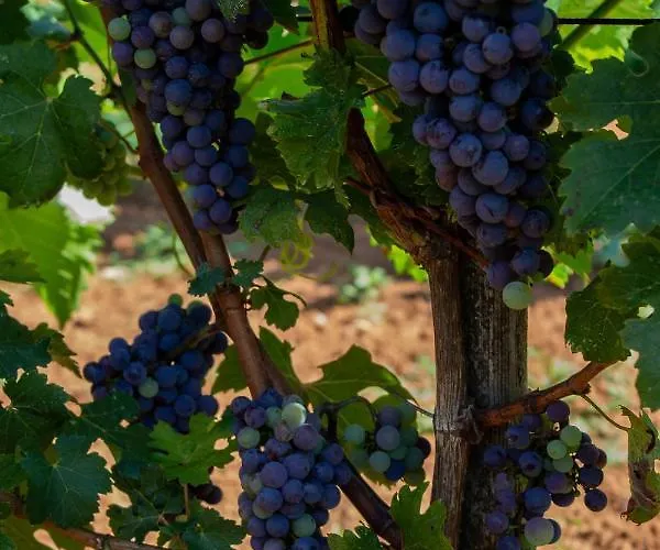 Segulja Pensión Malinska