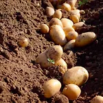 Vendégház Segulja 4*