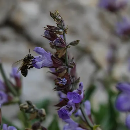 Maison d'hôtes Segulja 4*