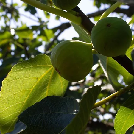 Maison d'hôtes Segulja Malinska